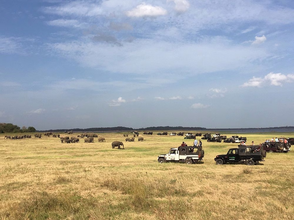 Safari jeep with elephants at Kaudulla
